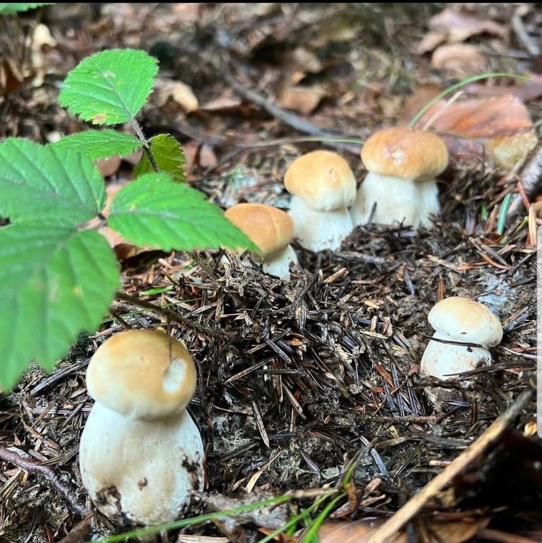  Psilocybin Mushrooms